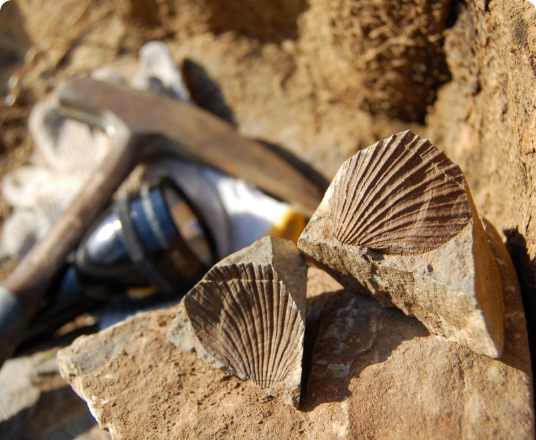 文化財コンサルタント